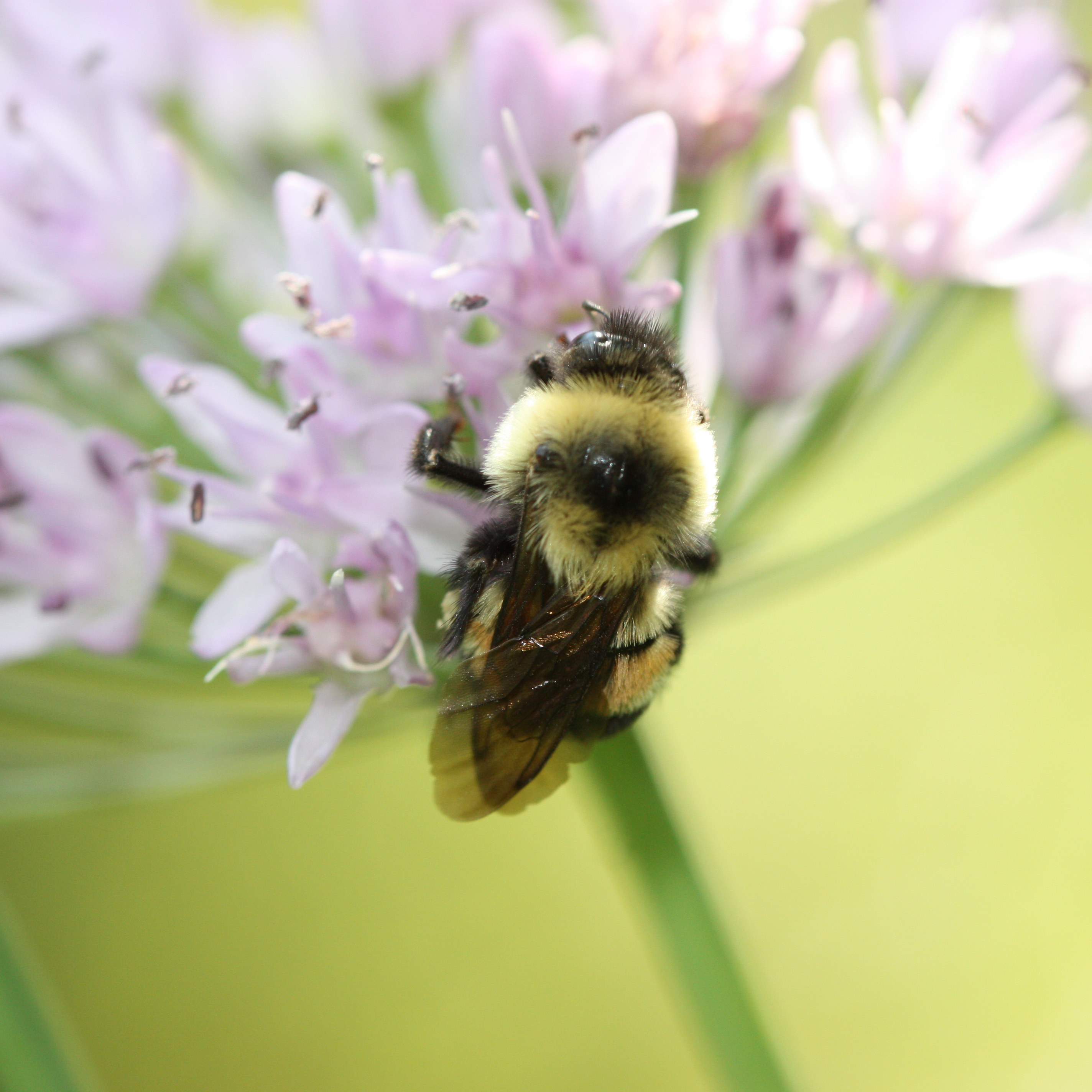 Bumble Bee Conservation | Xerces Society